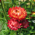 Strobloem 'goud' - Thumbnail