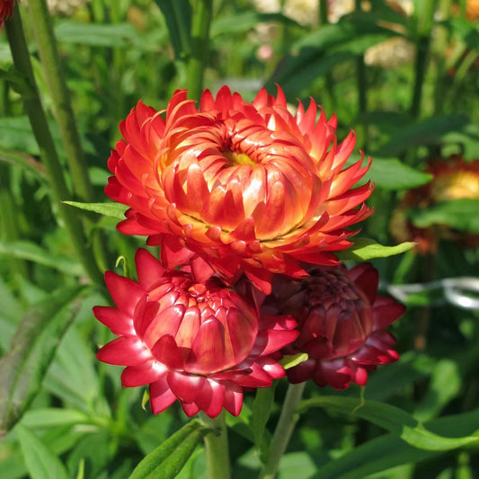 Strobloem 'goud'