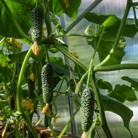 Augurk 'Cornichon'