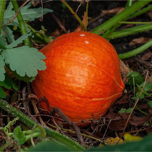 Pompoen hokkaidio 'Red Kuri'