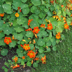 Oost-Indische kers - Thumbnail