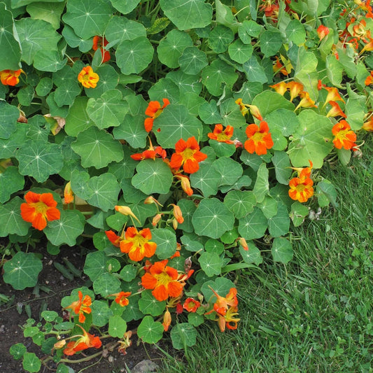 Oost-Indische kers