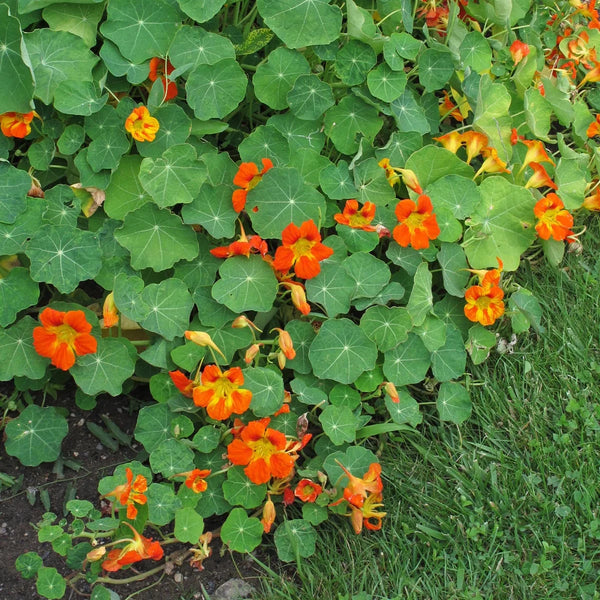 Oost-Indische kers