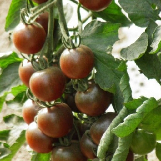 Kerstomaat Black Cherry