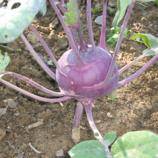 Koolrabi Blauw