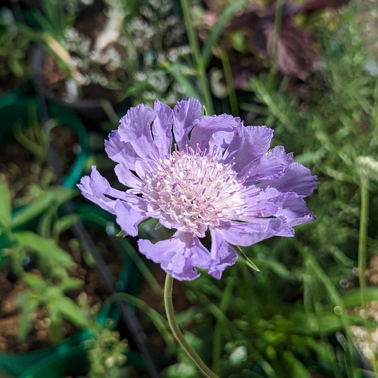 Duifkruid 'Scabiosa'