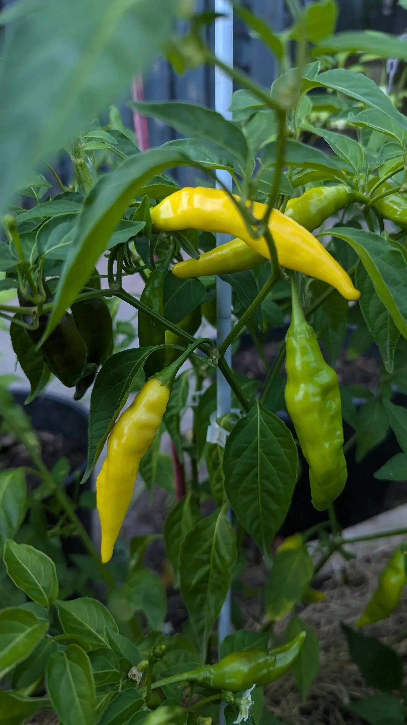 Verse lemon drop peper groeit aan de groene plant, klaar om geoogst te worden
