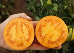 Tomaat Mandaline - Thumbnail