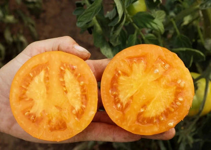 Tomaat Mandaline