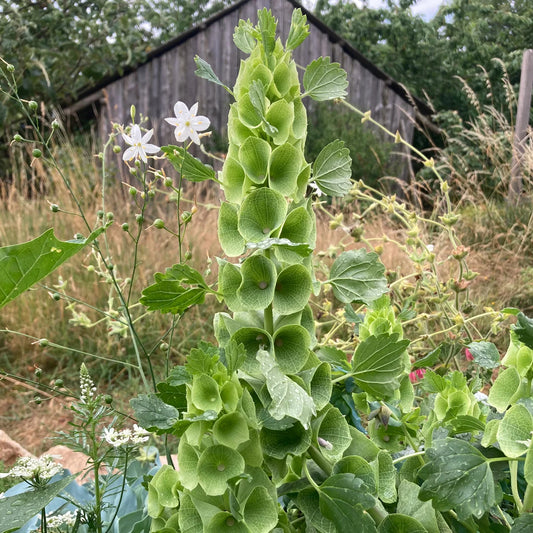 Bells Of Ireland