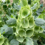 Bells Of Ireland - Thumbnail