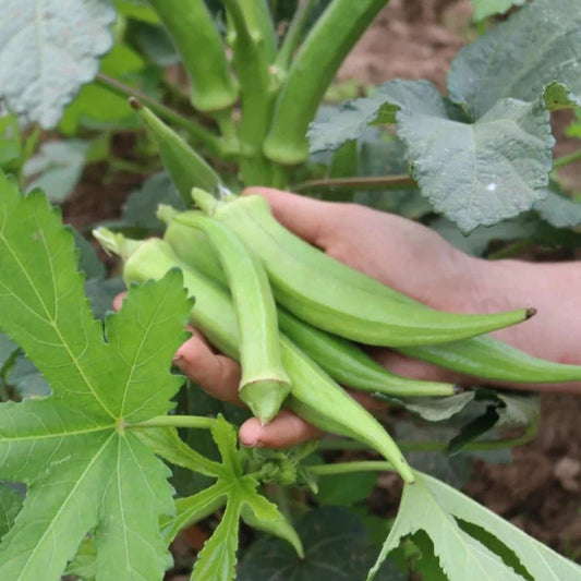 Okra Santa Cruz