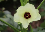 Okra Santa Cruz - Thumbnail