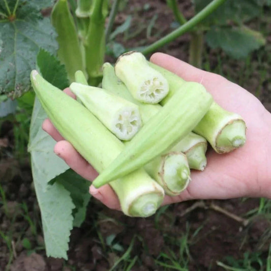Okra Silver Queen