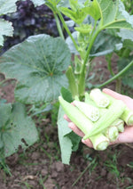 Okra Silver Queen - Thumbnail