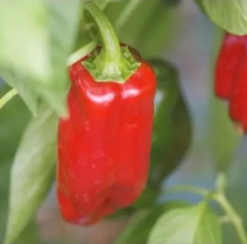 Paprika Rosso
