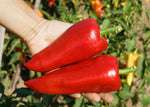 Paprika Red Augsburger - Thumbnail