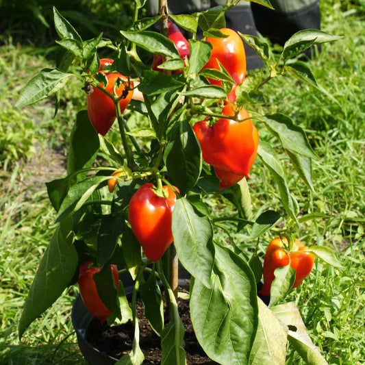 Paprika Red Augsburger