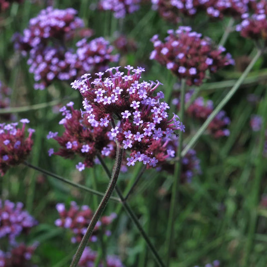 Verbena 'Ijzerhard'
