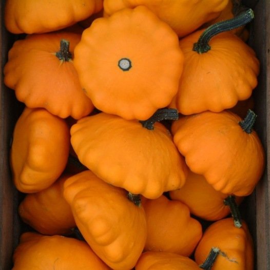 Pâtisson oranje