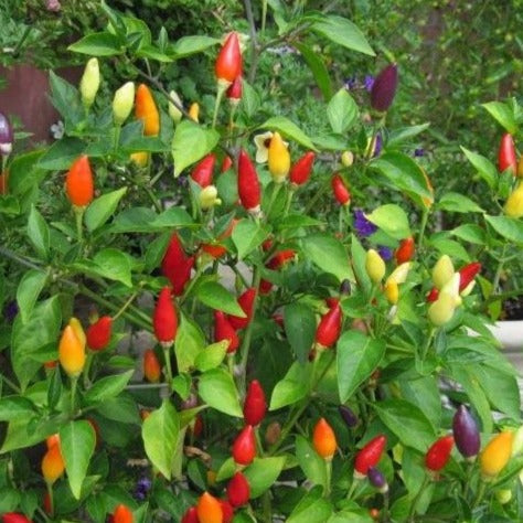 Peper Numex Twilight