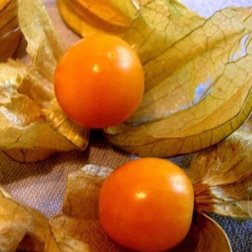 Physalis Gele Alkekenge
