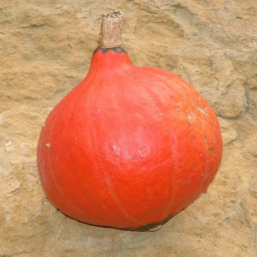 Pompoen Red Kuri