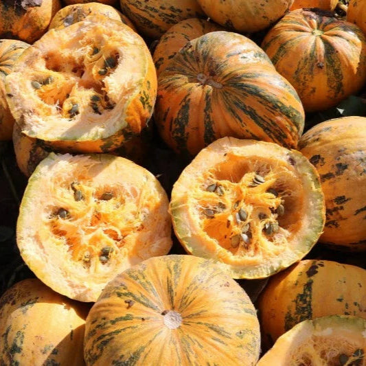 Pompoen Gleisdorfer