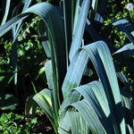 Winter Prei Blauwgroen - Thumbnail