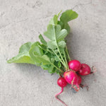Radijs 'Cherry Bell' - Thumbnail
