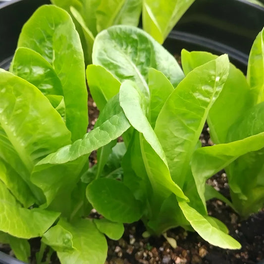 Romaina sla 'Little Gem'