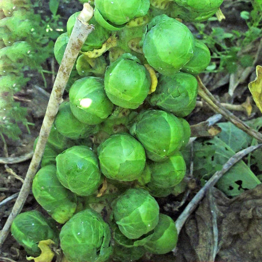Spruitjes 'Groninger'