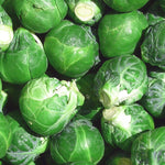 Spruitjes 'Groninger' - Thumbnail