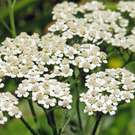 Duizendblad