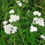 Duizendblad - Thumbnail
