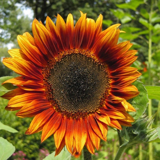 Zonnebloem 'Velvet Queen'