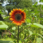 Zonnebloem 'Velvet Queen' - Thumbnail