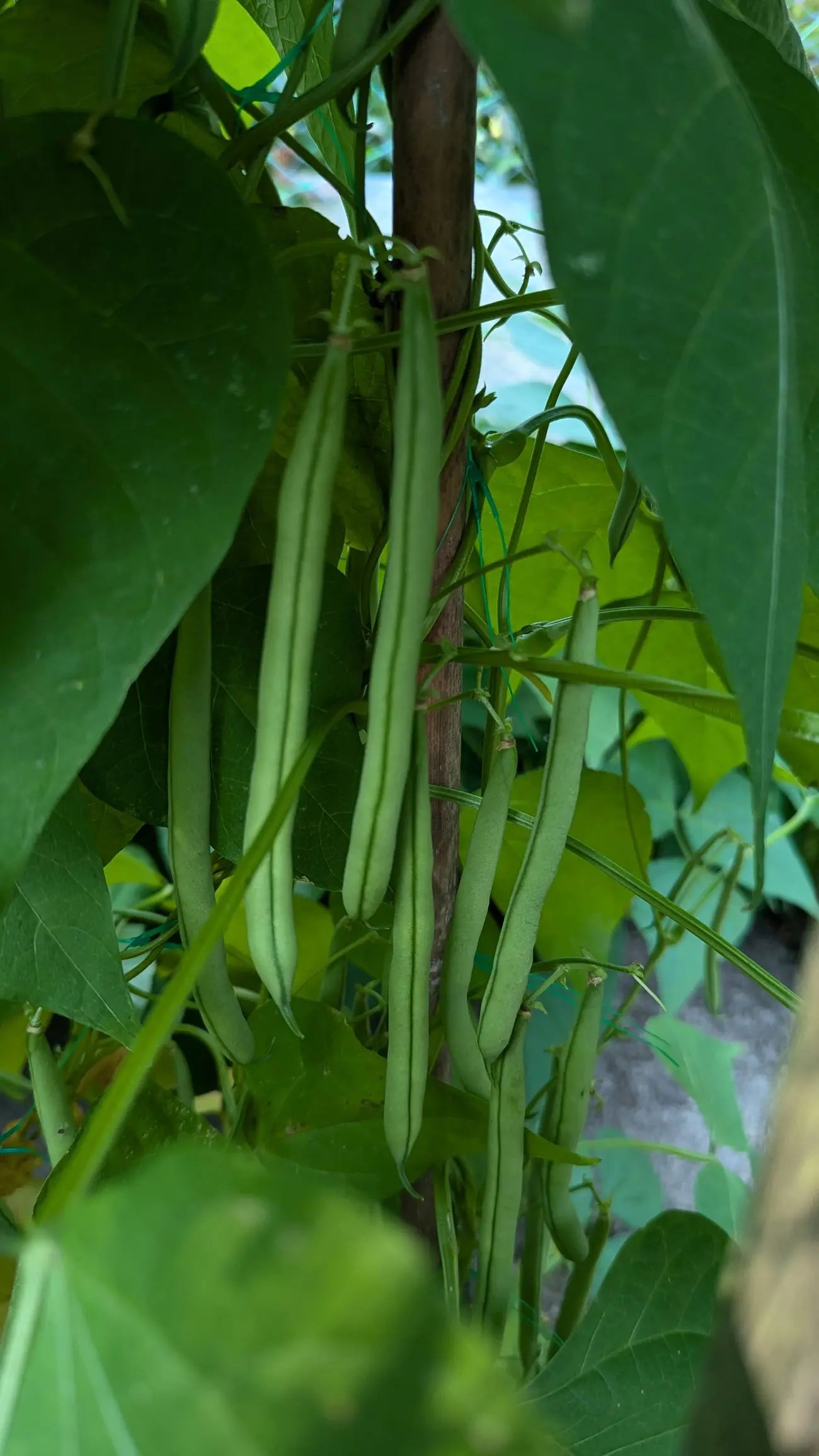 Groene stokslabonen groeien aan de plant in een moestuin.