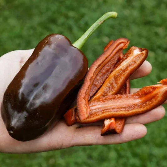 Paprika Sweet Chocolate