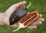 Paprika Sweet Chocolate - Thumbnail