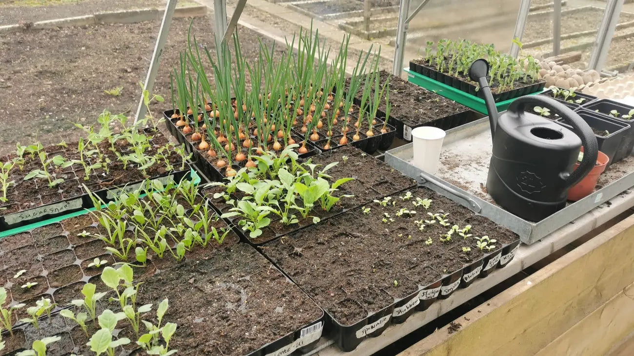 Tafel vol met jonge zaailingen in de kas voor duurzame groenteproductie