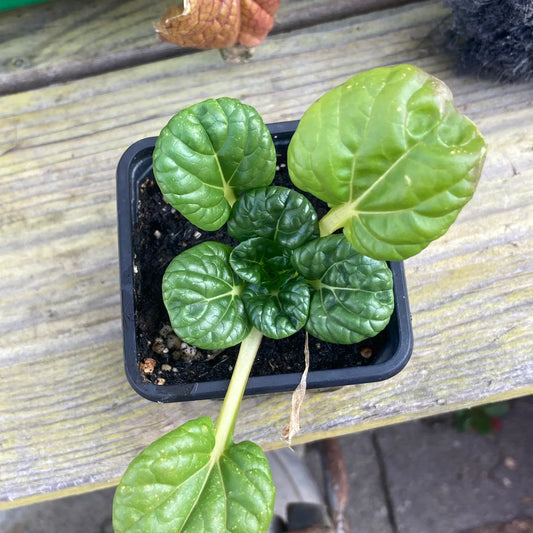 Tatsoi