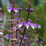 Thaise basilicum - Thumbnail