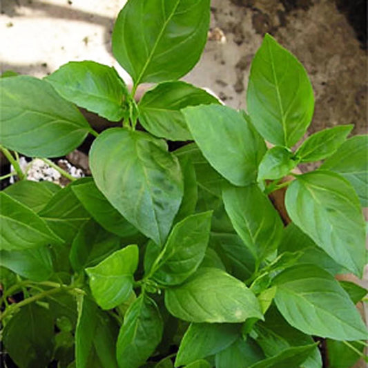 Thaise basilicum
