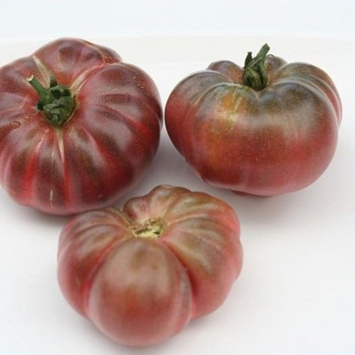Tomaat Purple Calabash