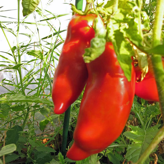 Tomaat 'Cornue des Andes'