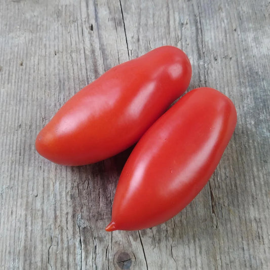 Tomaat San Marzano