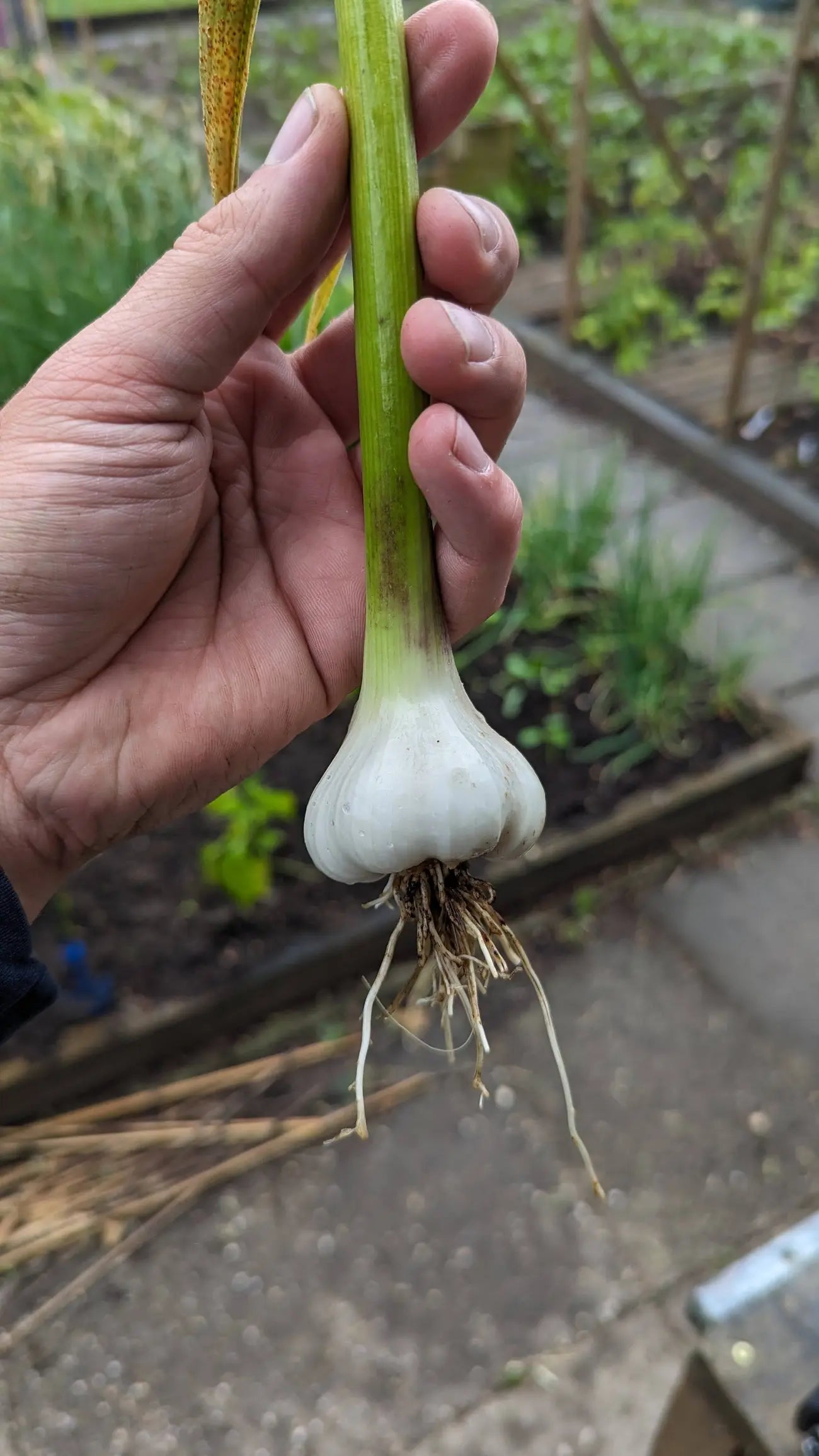 Vers geoogste knoflook bol met mooie witte en paarse tinten.
