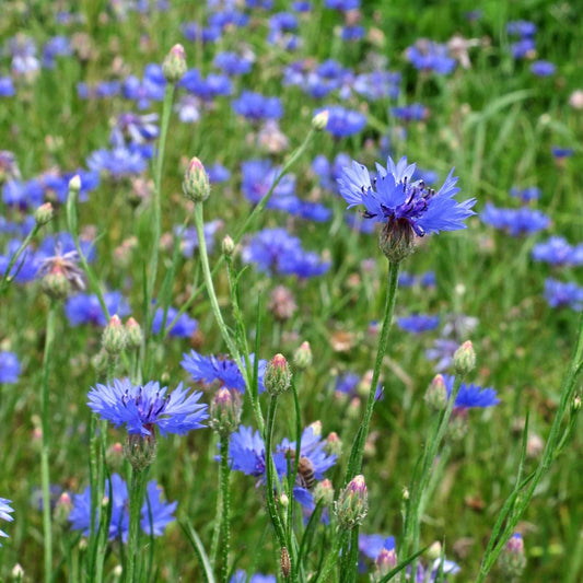 Wilde Korenbloem