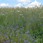 Wilde Korenbloem - Thumbnail